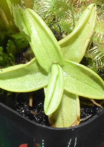 Butterworts
