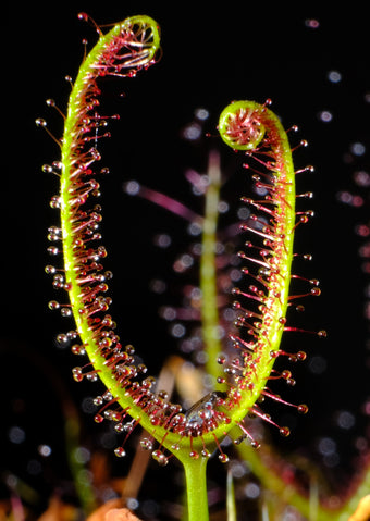 Tall Form Drosera Sundew Collection