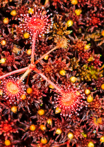 Low Form Sundew Collection