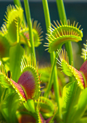 Venus Flytraps