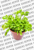 Green Demon - 3 Green Breed Venus Flytraps